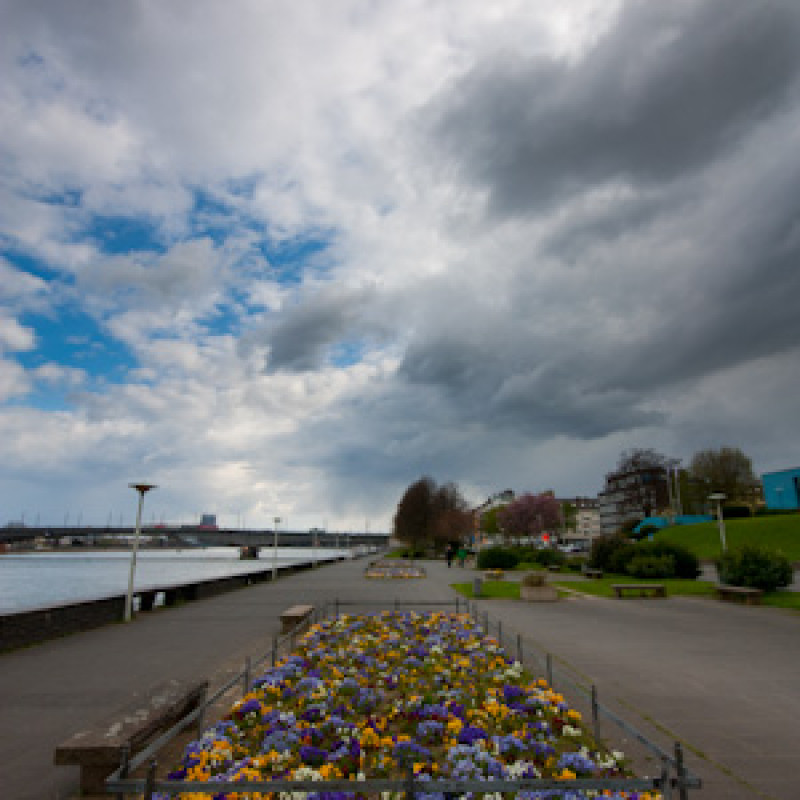 Blumen am Rhein