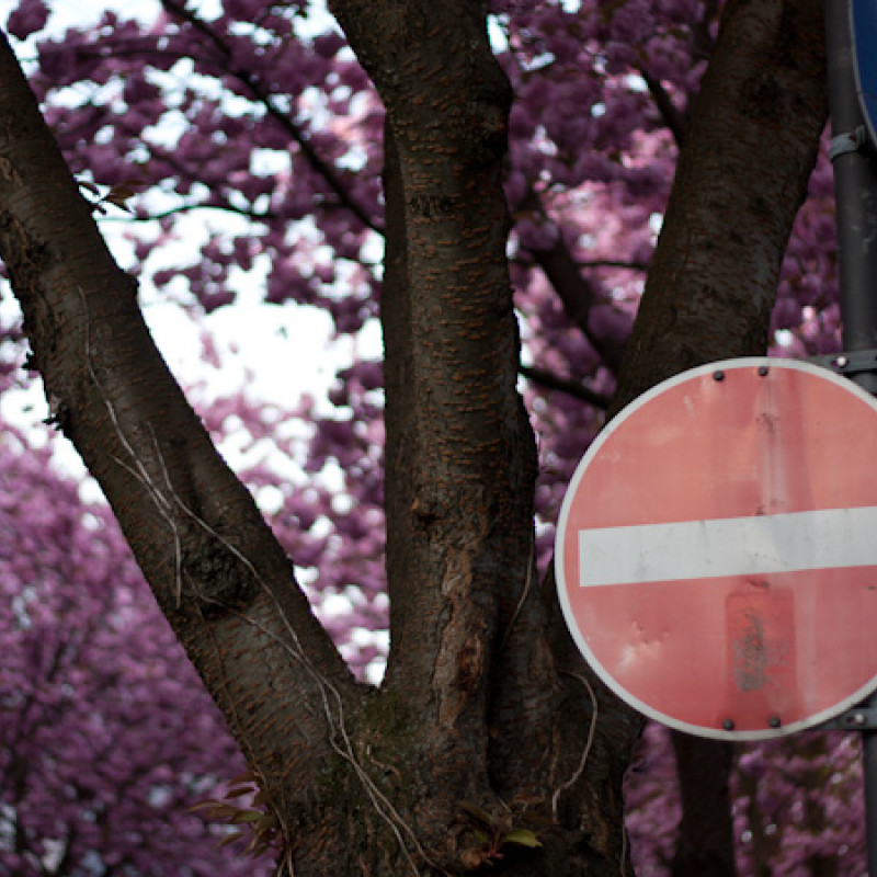 Kirschblüten in der Altstadt Bonn