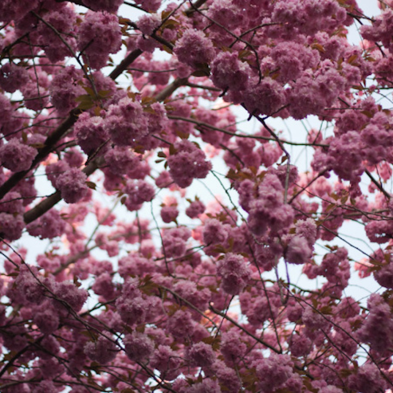 Kirschblüten in der Altstadt Bonn