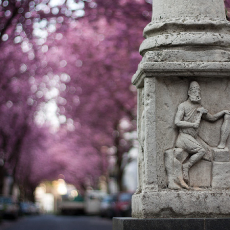 Kirschblüten in der Altstadt Bonn