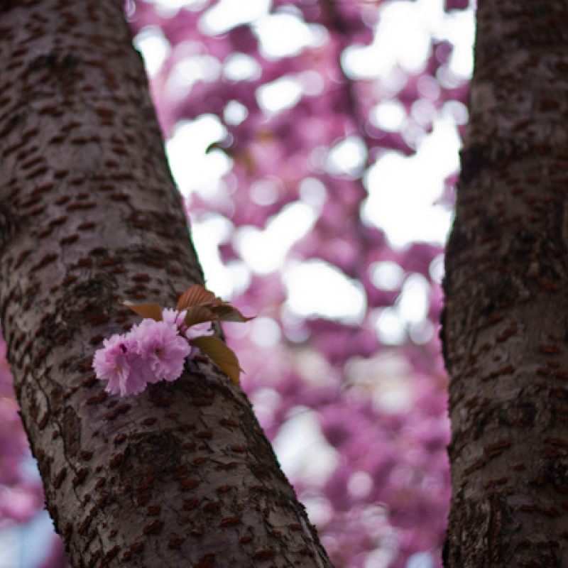 Kirschblüten in der Altstadt Bonn