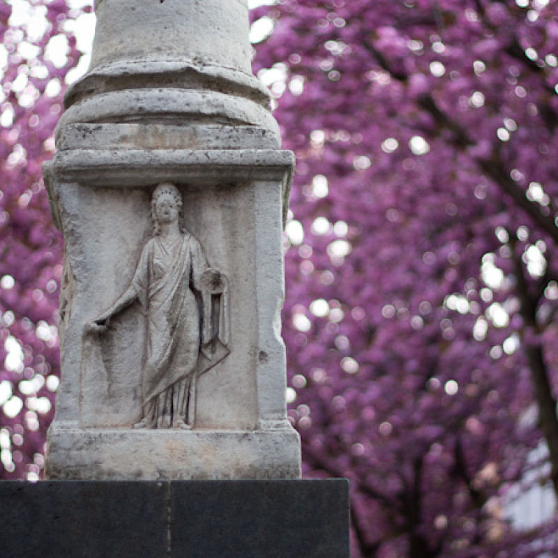 Kirschblüten in der Altstadt Bonn