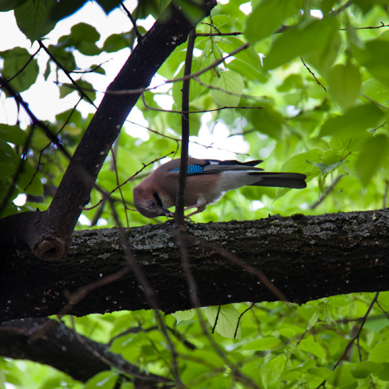 Ein Vogel im Baum