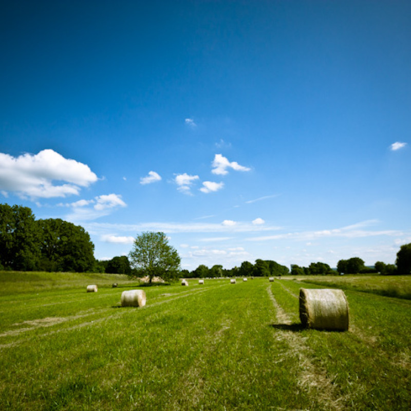 Feld mit "Lomo"-Nachbearbeitung