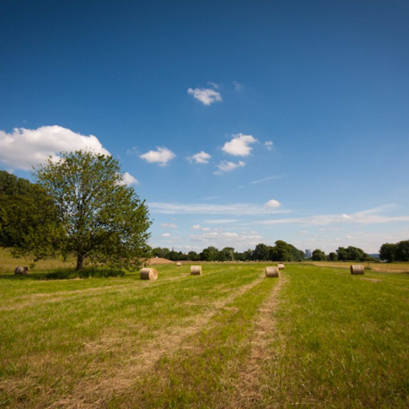 Feld in Beuel.