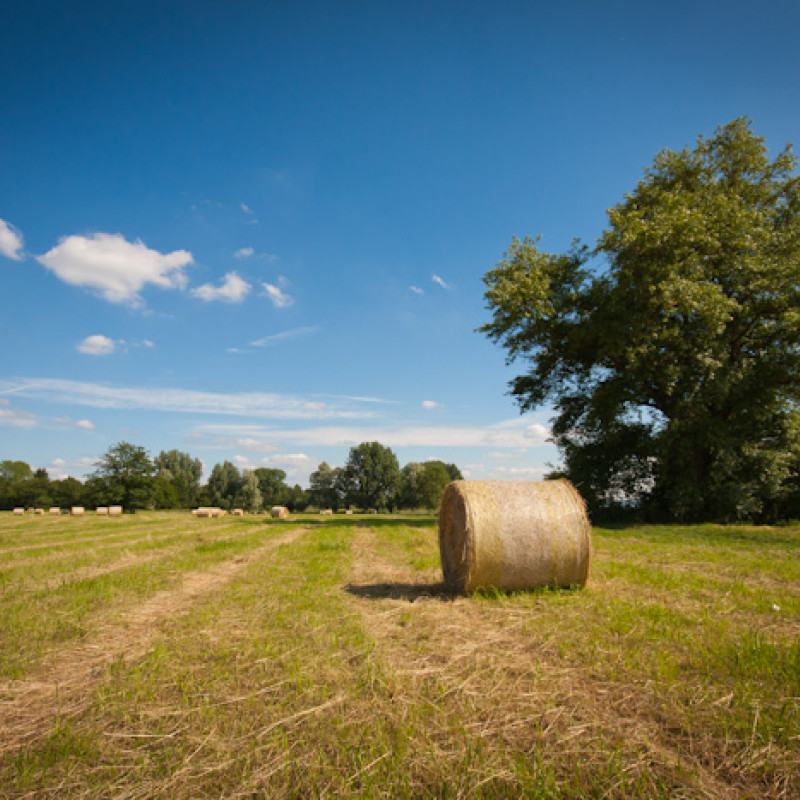 Baum und Heuballen auf einem Feld in Bonn Beuel.