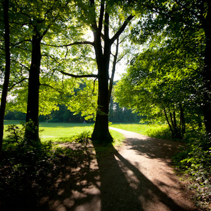 Blick aus dem Wald