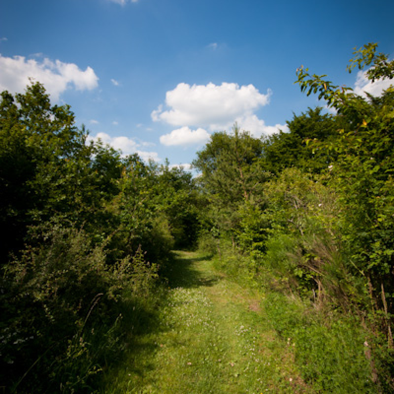 Weg im Grünen