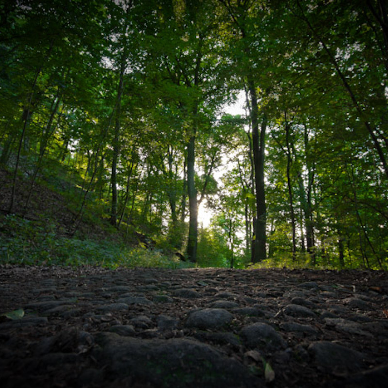 Der Wald aus der Sicht meines Wanderschuhs