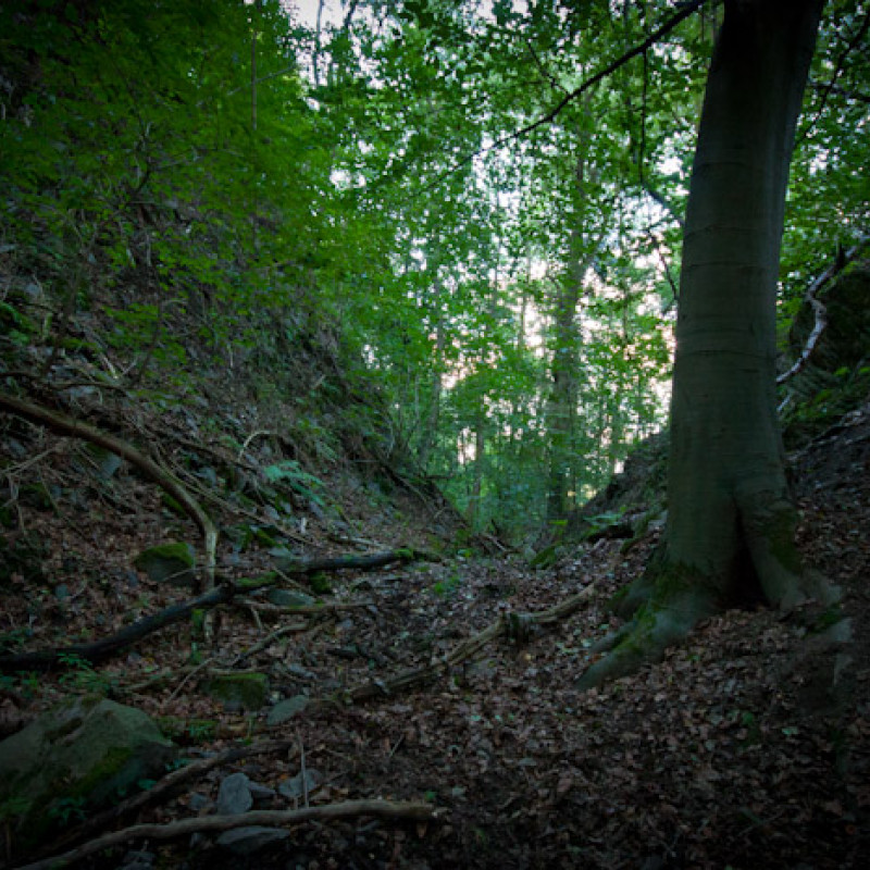 Kleine Schlucht im Siebengebirge