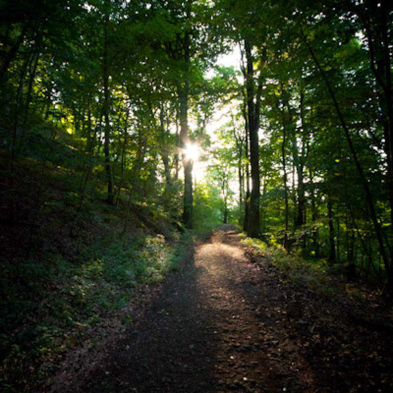 Waldweg im Siebengebirge