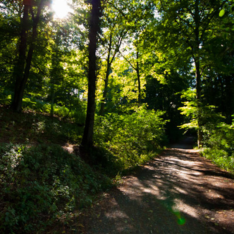 Waldweg im Siebengebirge