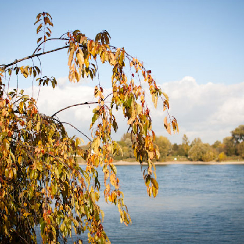 Herbstlaub am Rhein