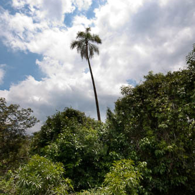 Ein Palme