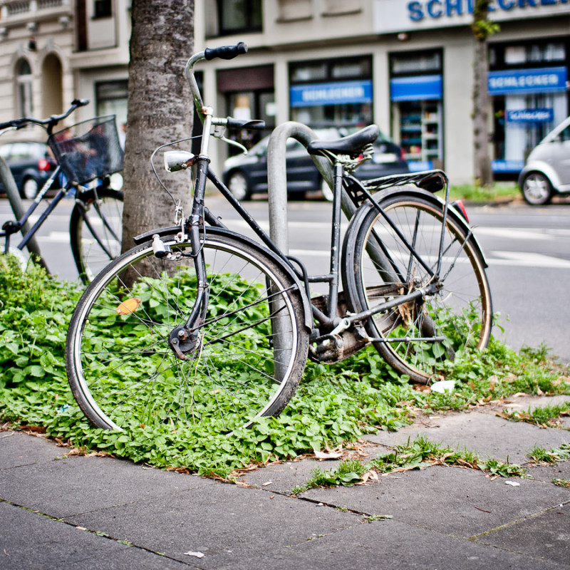 bonn-rad-baum