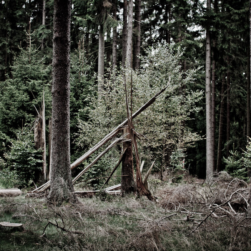 wald-baumstumpf