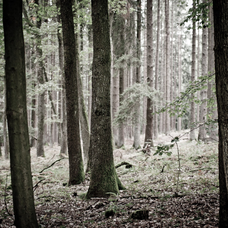 wald-baeume