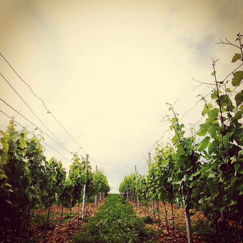 Weinbergwanderungsbild.