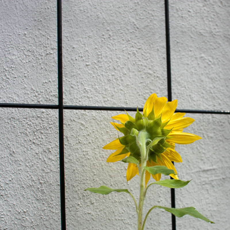 Sonnenblume
