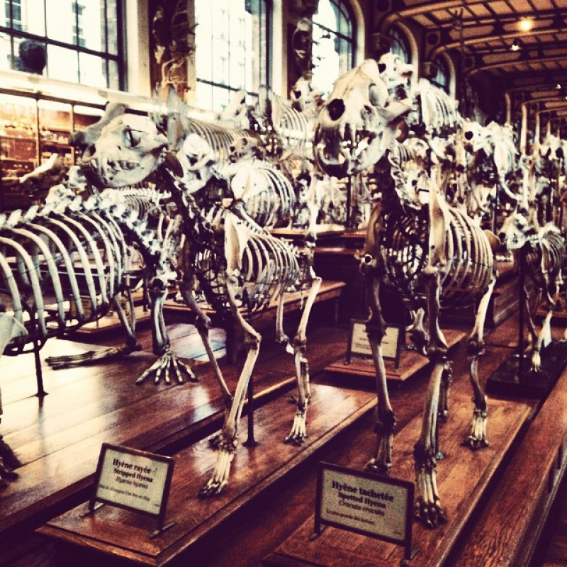 Museum! Knochen! #swagsummit