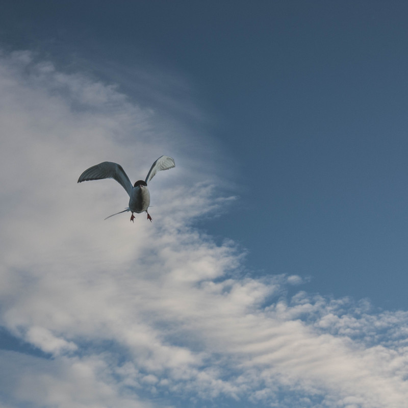 Ein Vogel im Angriffsflug.