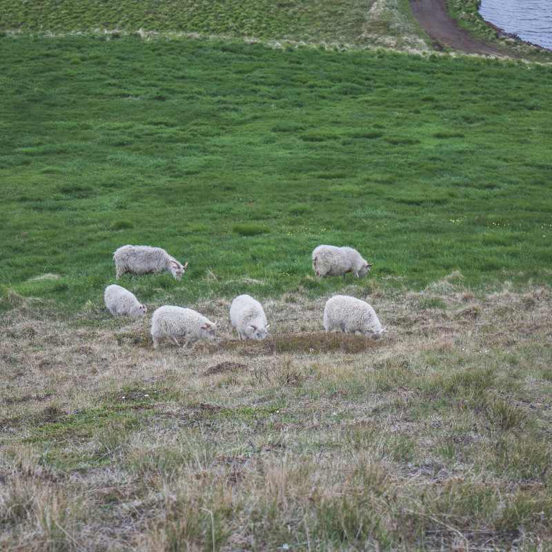Schafe grasen.