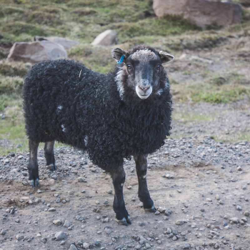 Ein schwarzes Schaf.