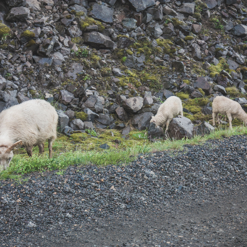 Schafe am Straßenrand.