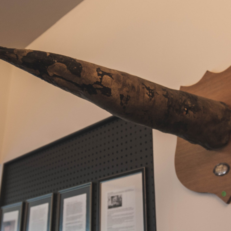 Ein Walpenis hängt an der Wand.