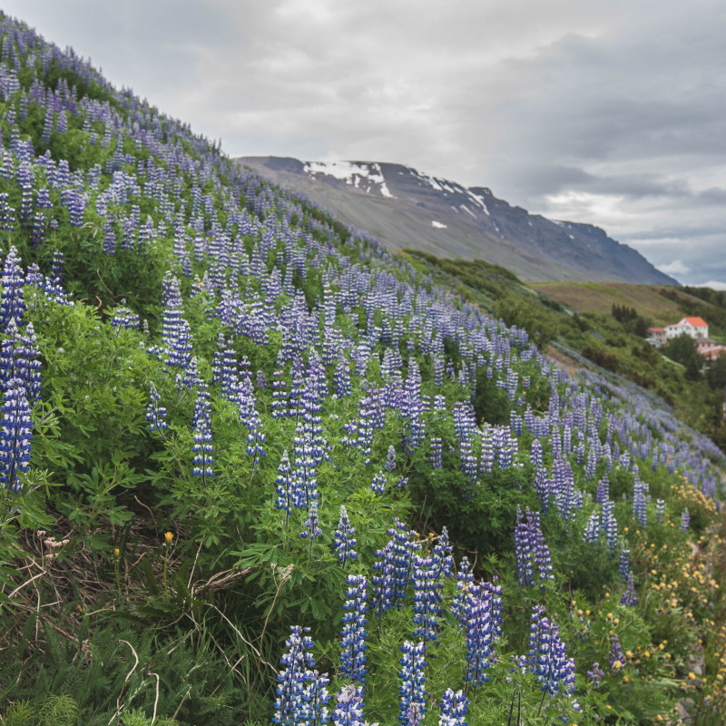 Blaue Blumen an einem Hang.