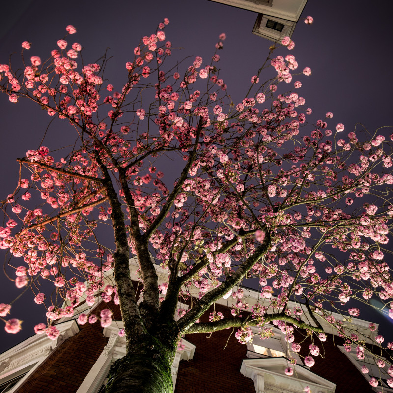 Blühende Kirschblüten in der Bonner Altstadt