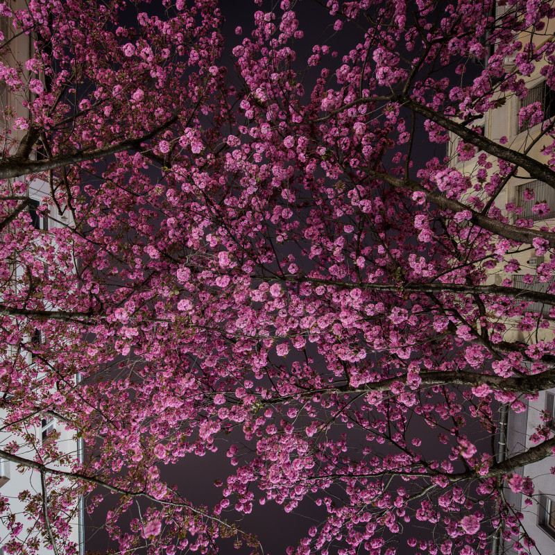 Blühende Kirschblüten in der Bonner Altstadt