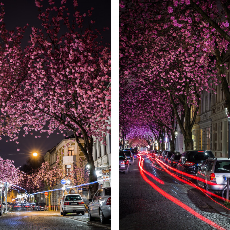Blühende Kirschblüten in der Bonner Altstadt