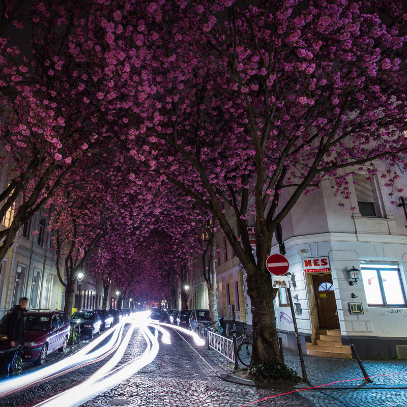 Blühende Kirschblüten in der Bonner Altstadt