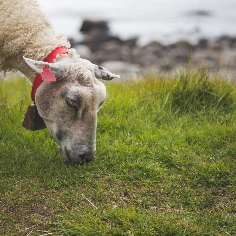 Ein Schaf frisst Gras.