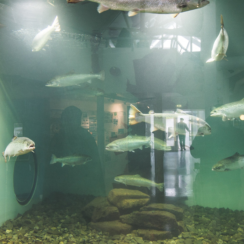 Fische im Aquarium.
