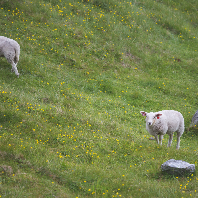 Schafe auf einer Wiese.
