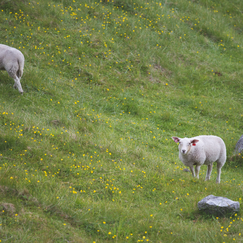 Schafe auf einer Wiese.