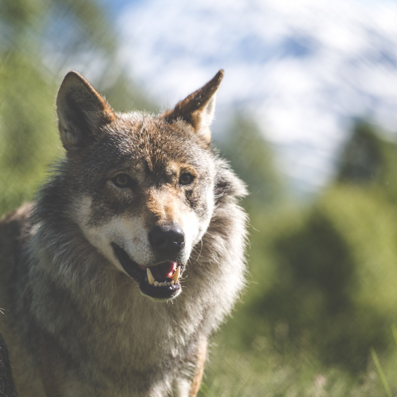 Ein Wolf.