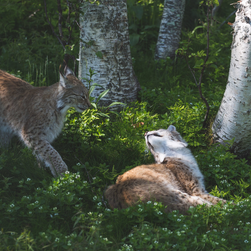 Ein Luchs.