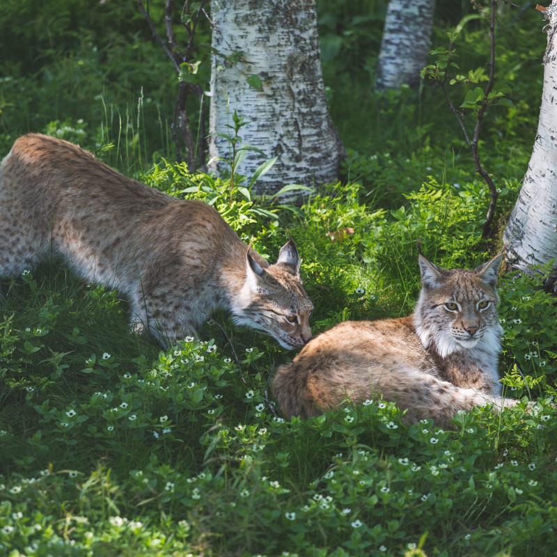 Ein Luchs.