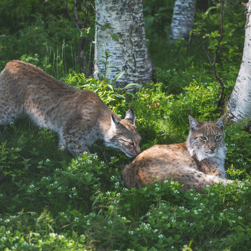 Ein Luchs.