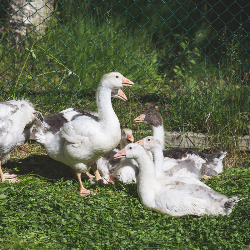 Enten.