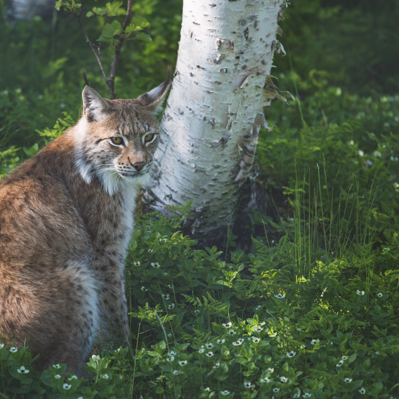 Ein Luchs.