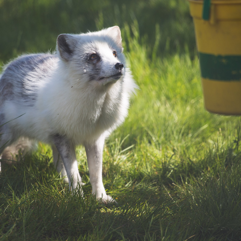 Ein Polarfuchs.
