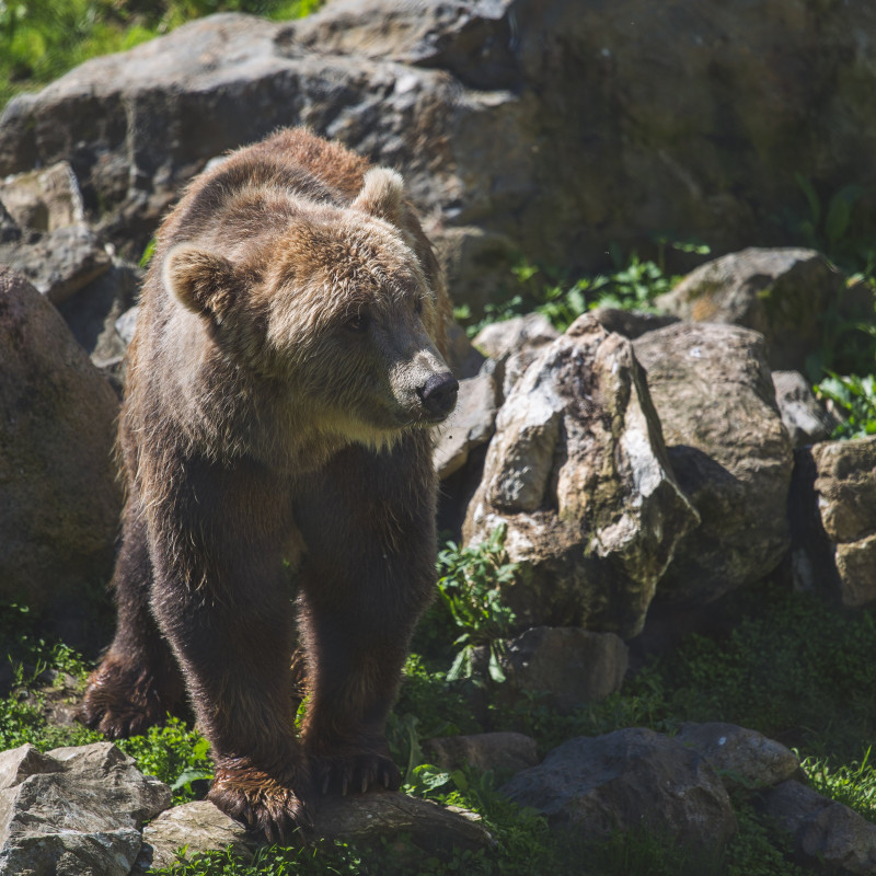 Ein Bär.