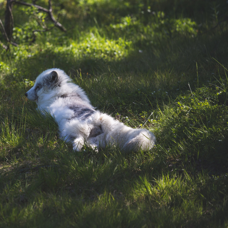 Ein Polarfuchs.