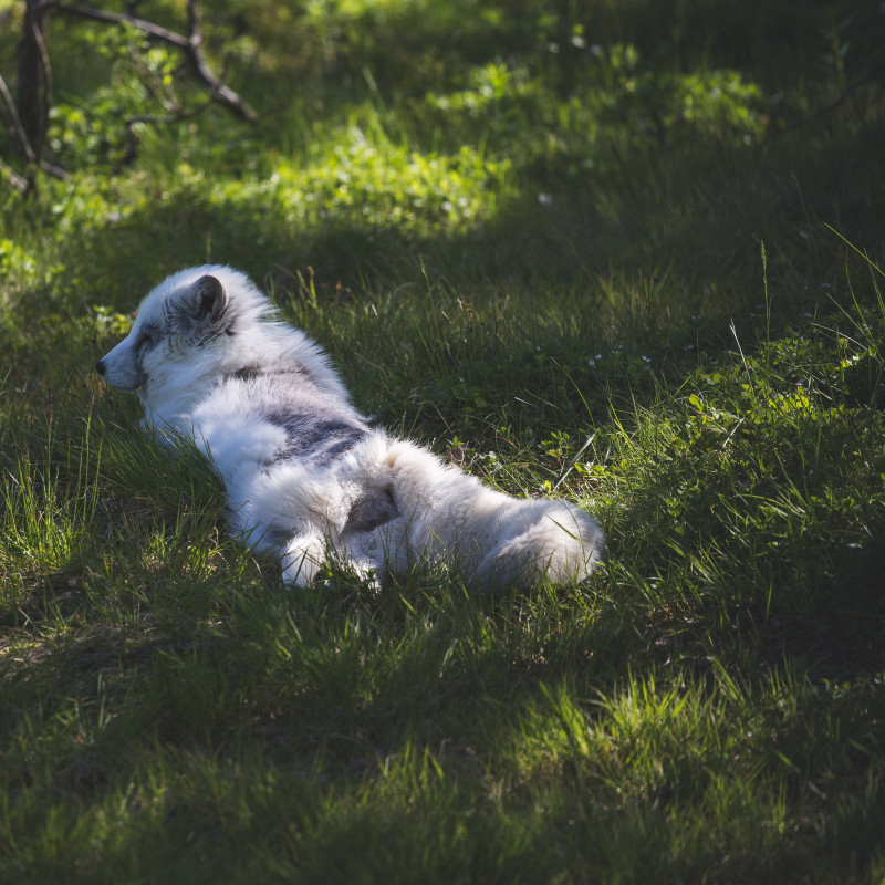 Ein Polarfuchs.
