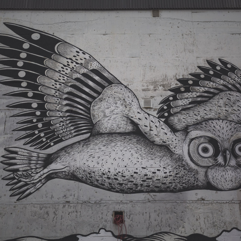 Streetart-Eule.