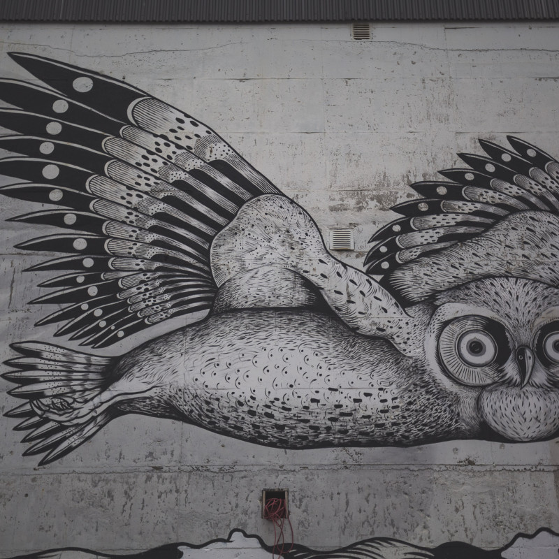Streetart-Eule.